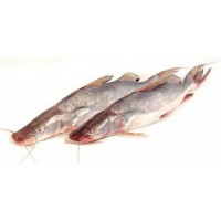 Live Singhara Fish 1 kg