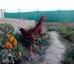Desi Chicken / 1 kg