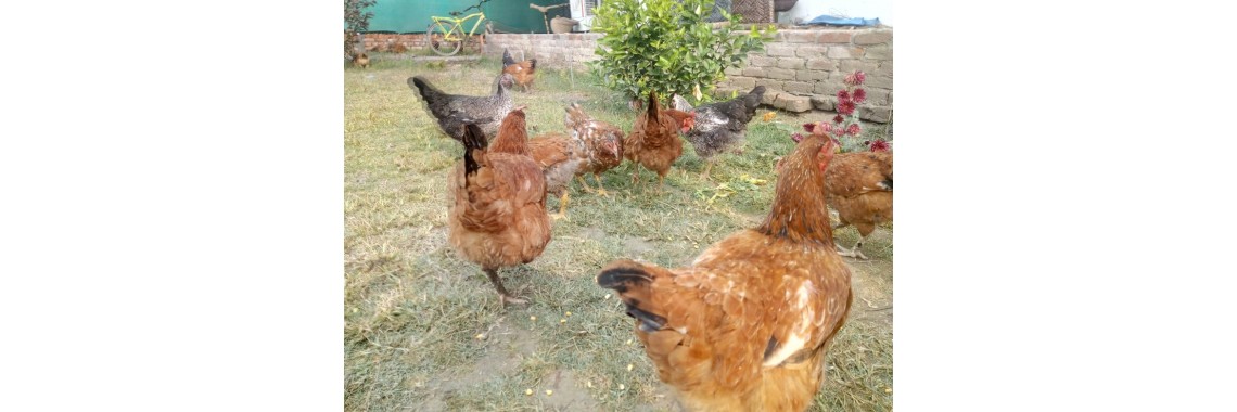 Organic desi chicken