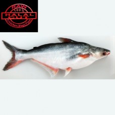 Pangasius fresh water fish 1 kg